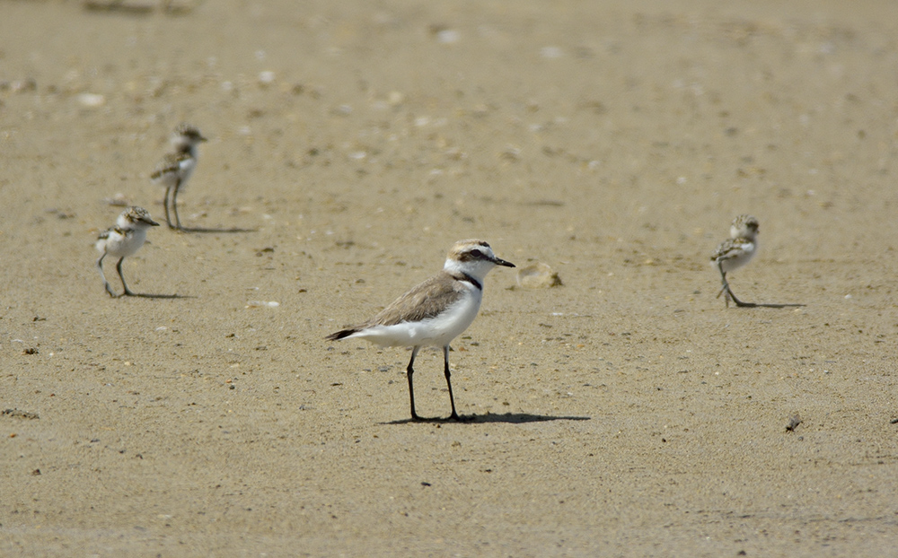 Kentish Plover