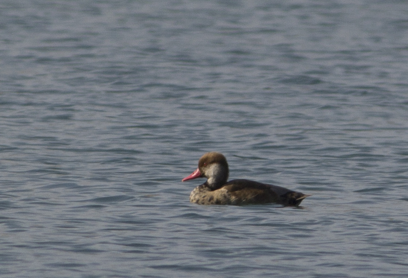 Red-crested Pochard