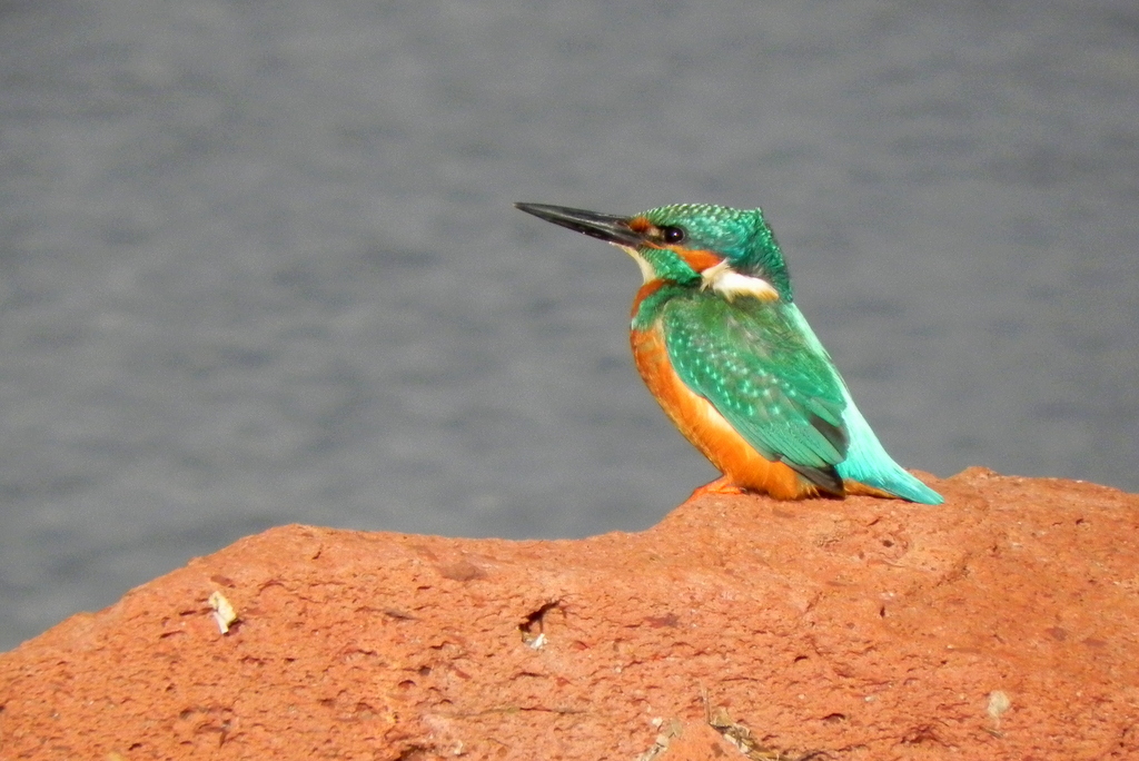 Common Kingfisher