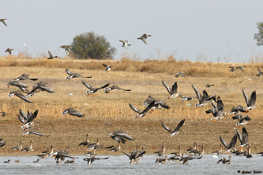 Greater White-fronted Goose