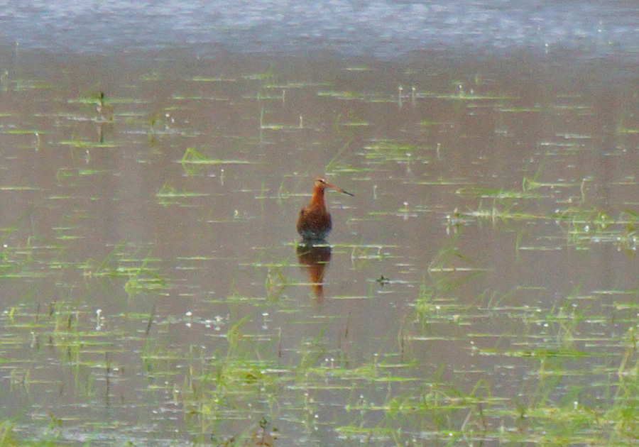 Black-tailed Godwit