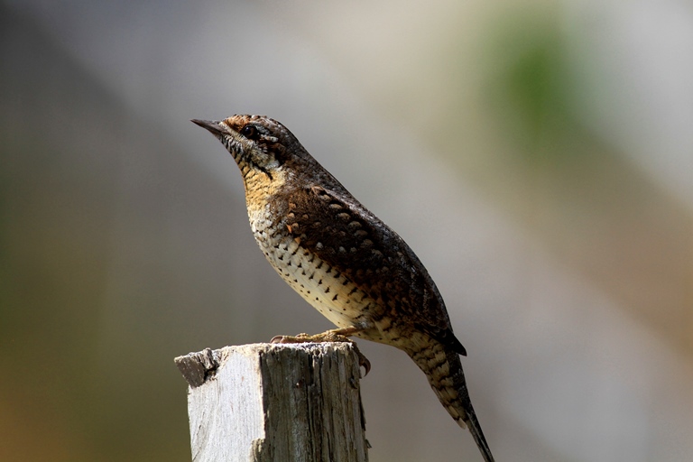 Eurasian Wryneck