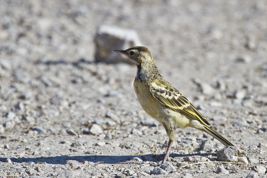 Western Yellow Wagtail