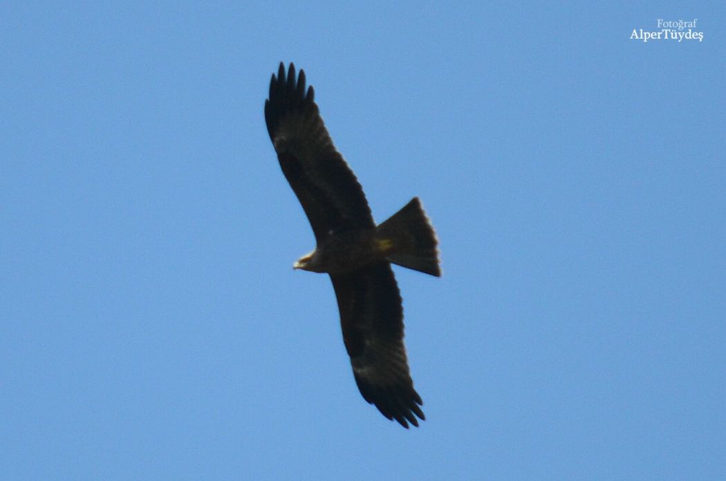 Black Kite