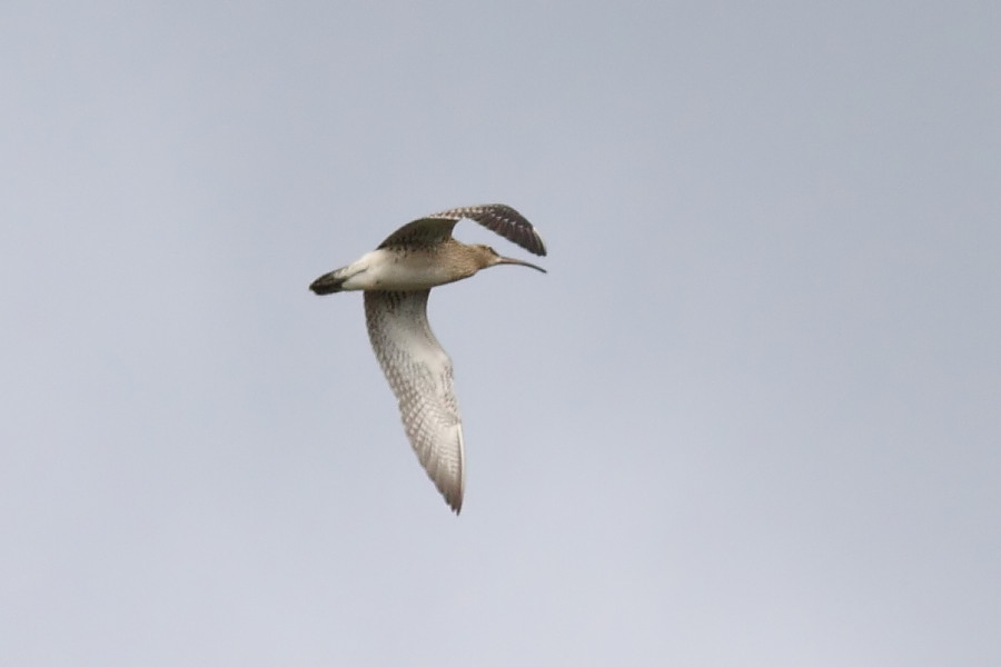 Eurasian Whimbrel