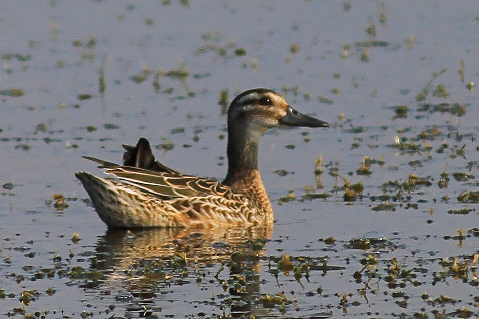Garganey