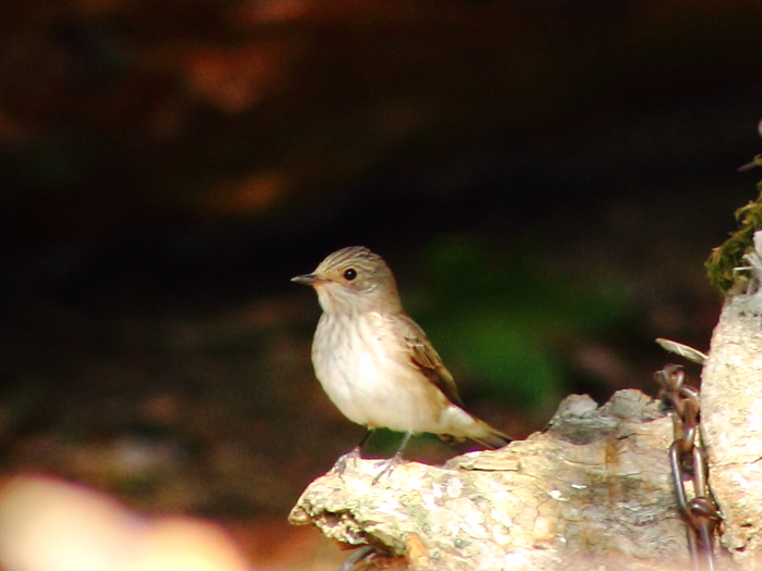 Spotted Flycatcher