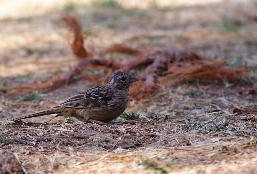Rock Bunting