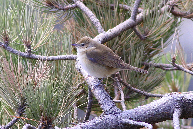 Garden Warbler