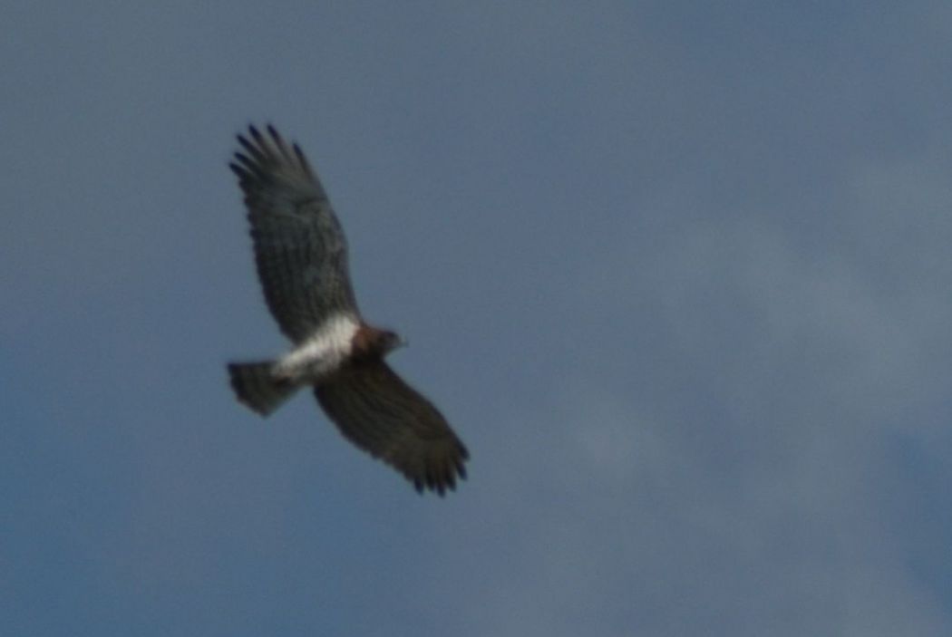 Short-toed Snake Eagle