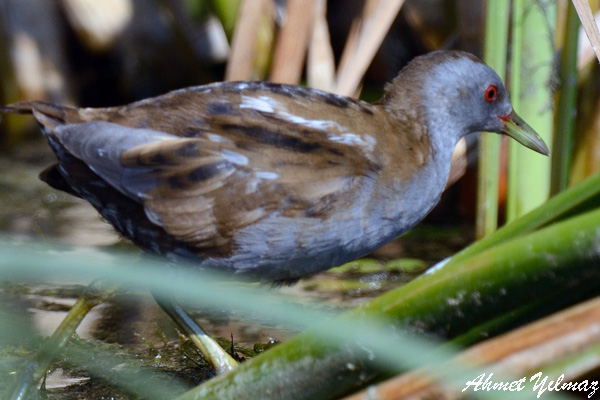 Little Crake