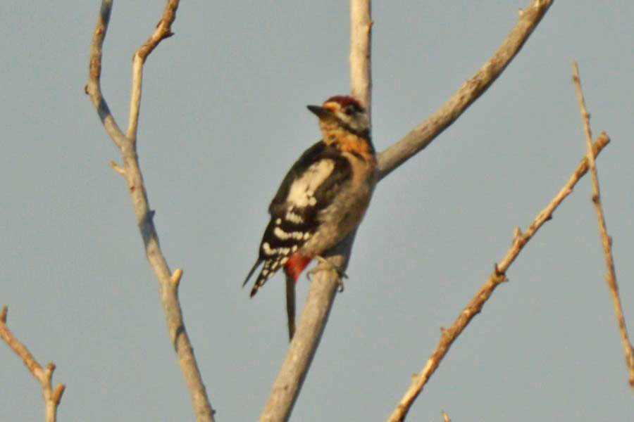 Great Spotted Woodpecker