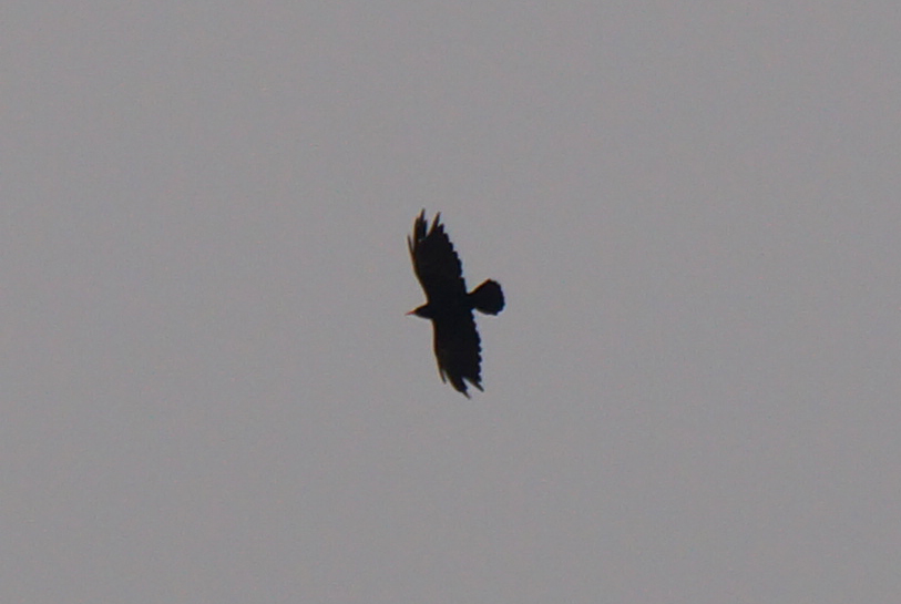 Red-billed Chough