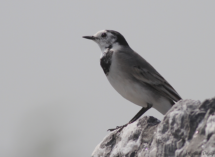 White Wagtail