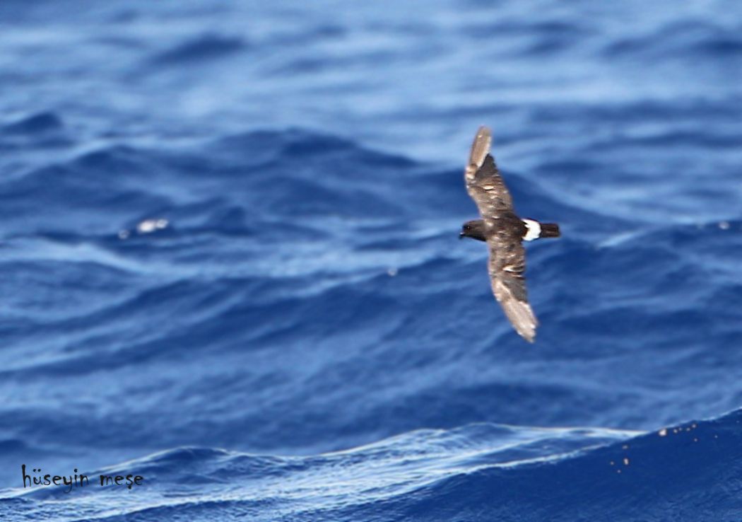 European Storm Petrel