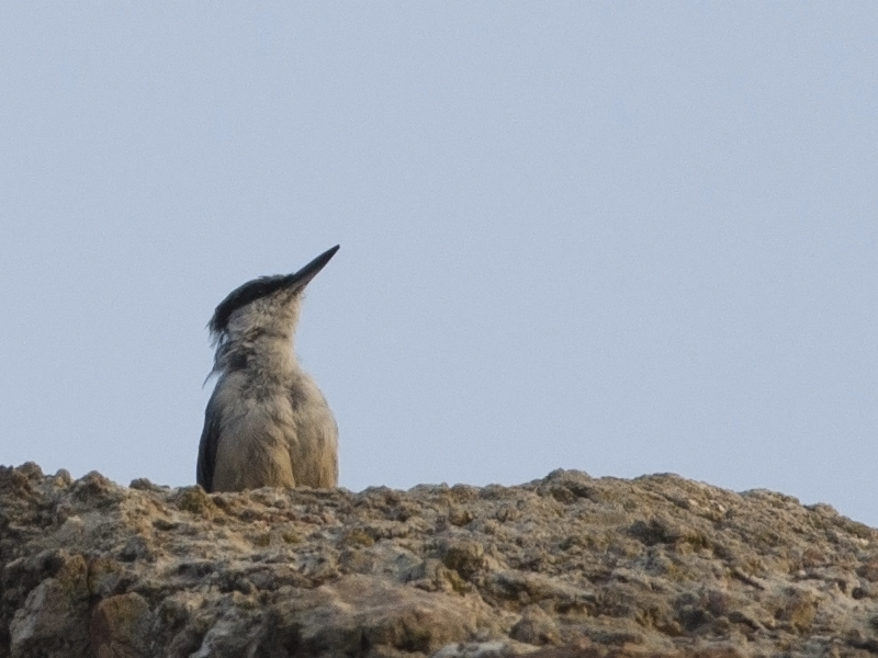 Western Rock Nuthatch