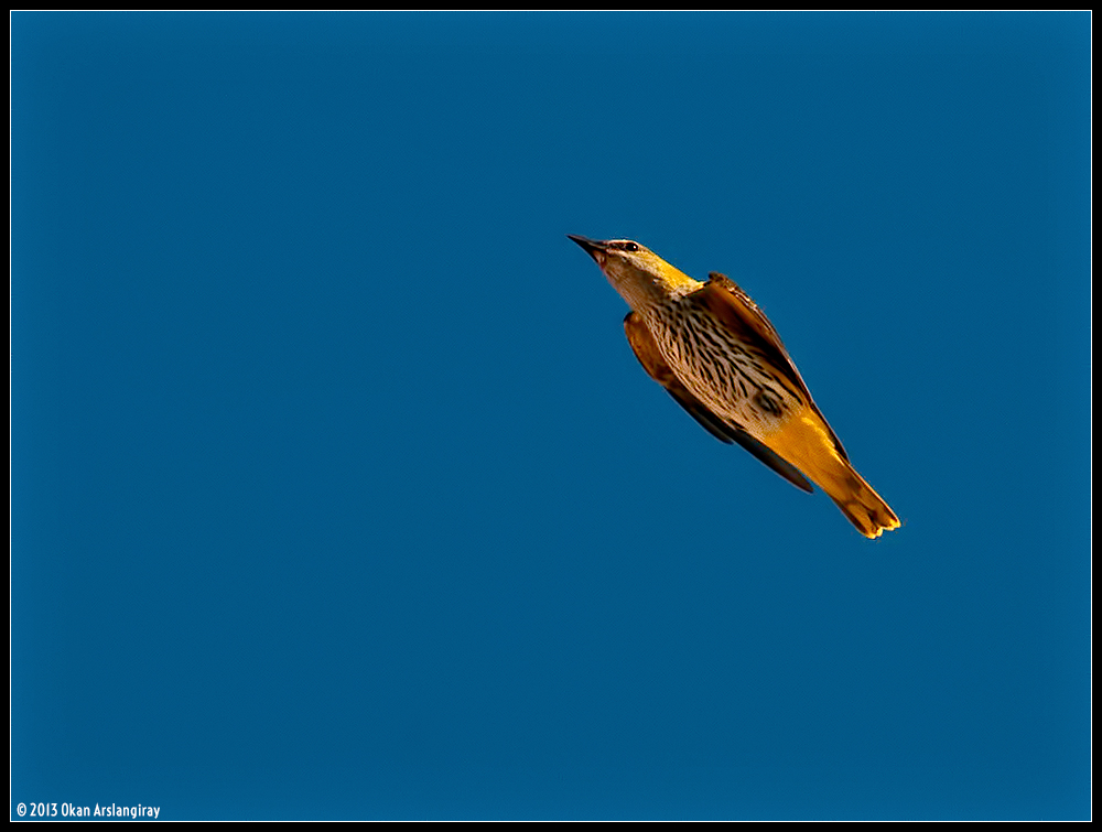 Eurasian Golden Oriole