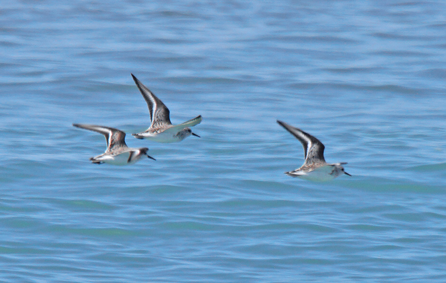 Sanderling