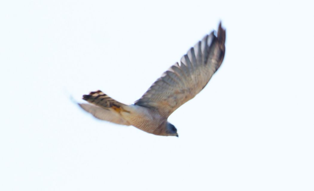 Levant Sparrowhawk
