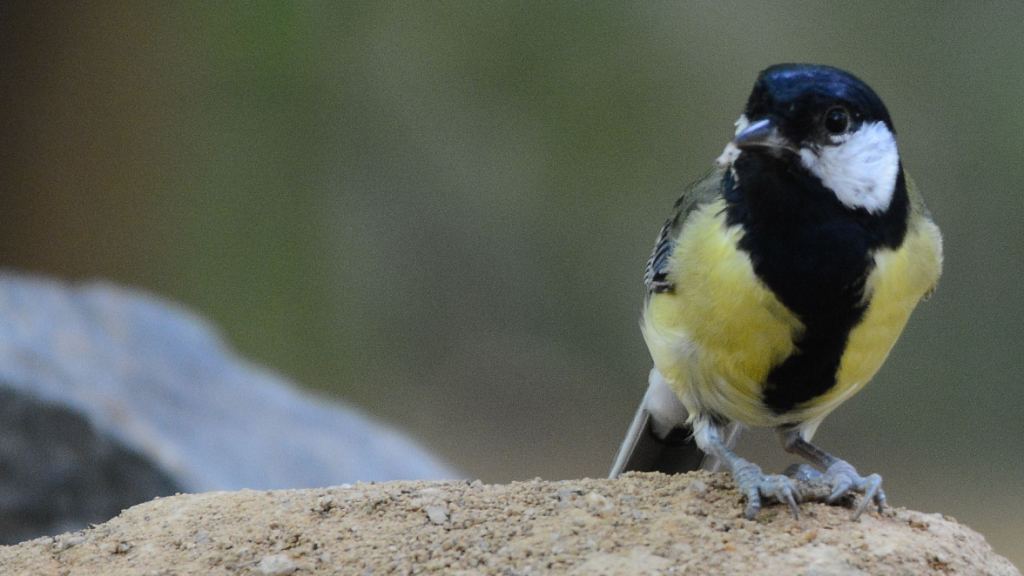 Great Tit