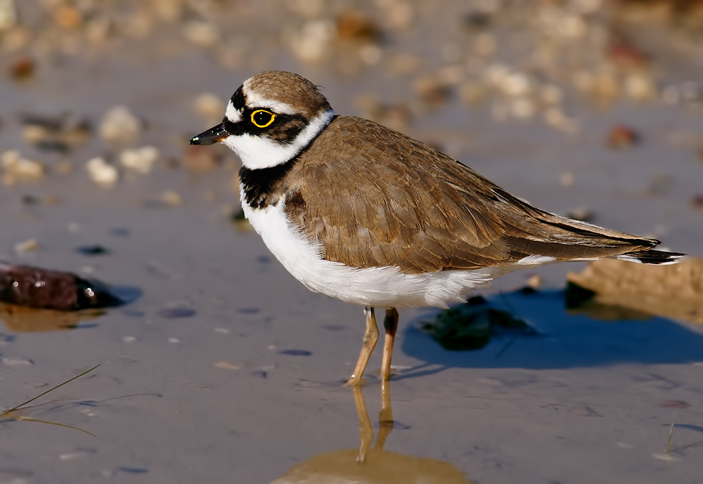 Little Ringed Plover