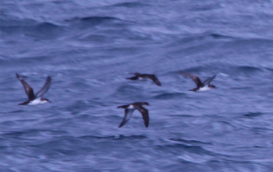 Yelkouan Shearwater