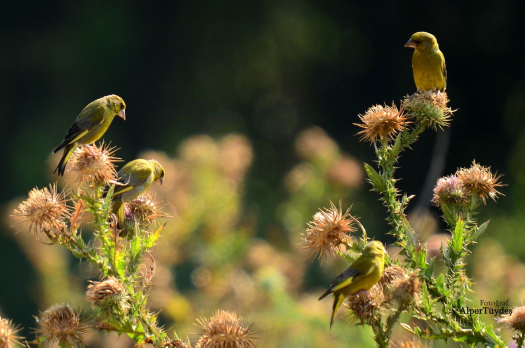 European Greenfinch