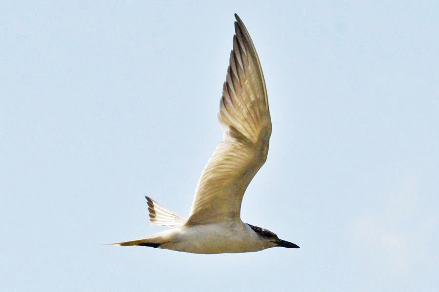 Gull-billed Tern