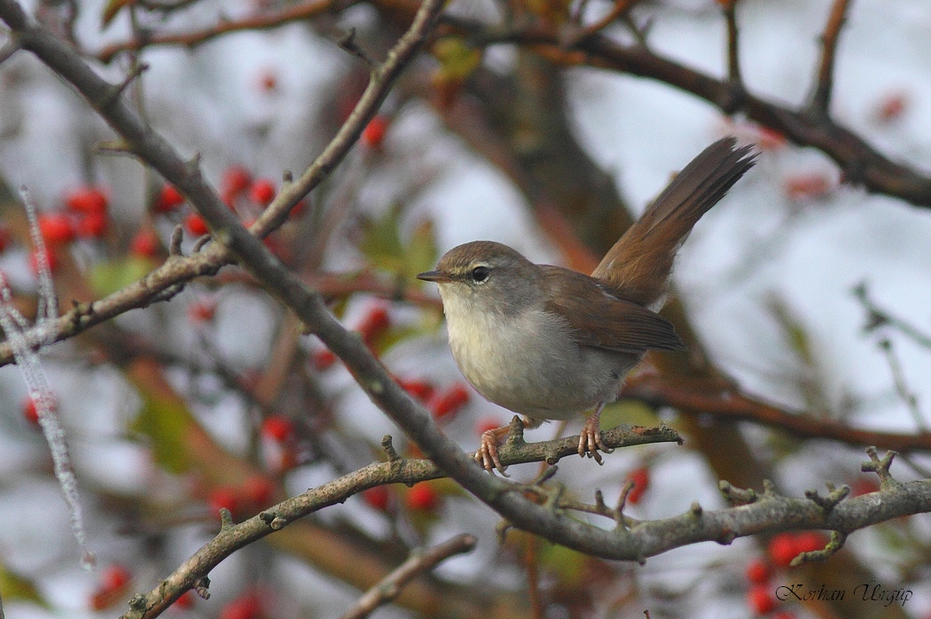 Cetti`s Warbler
