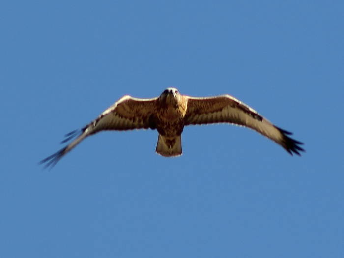 Long-legged Buzzard