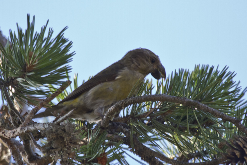 Red Crossbill