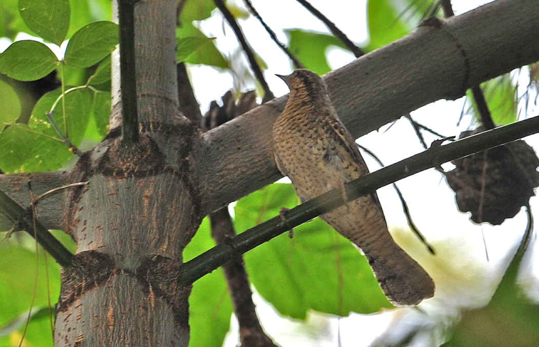 Eurasian Wryneck