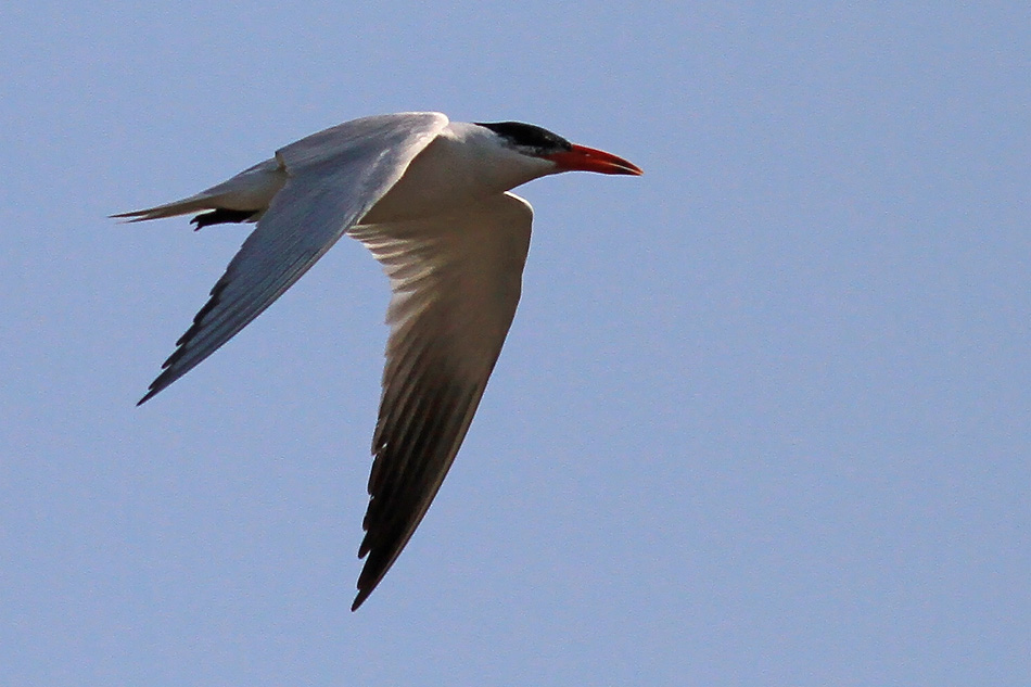 Caspian Tern