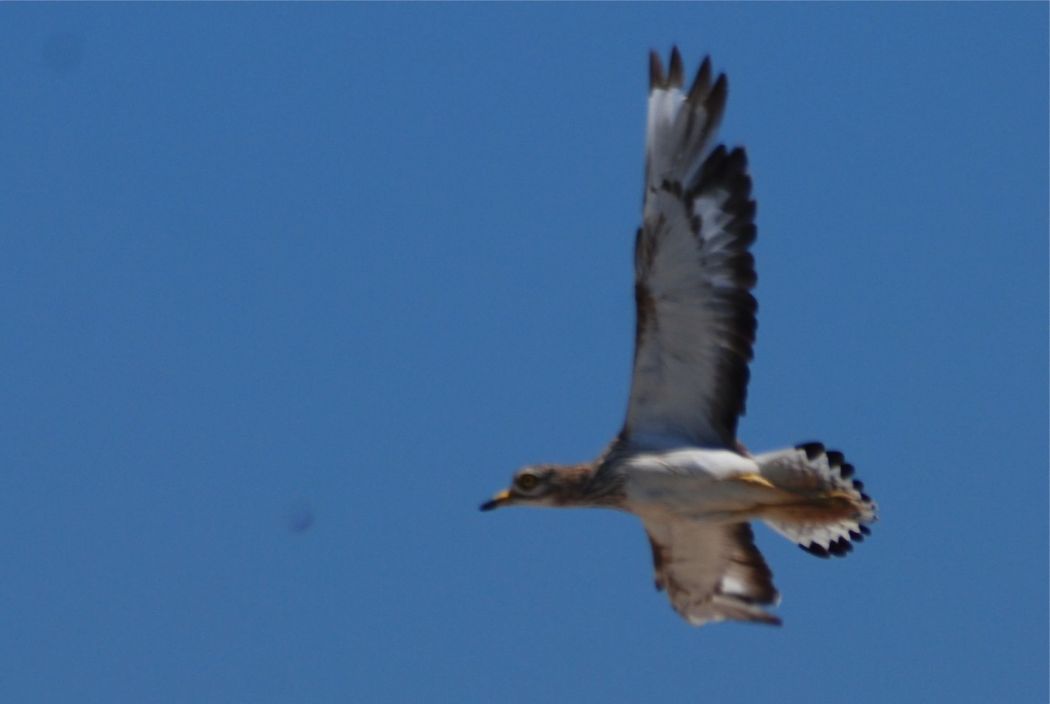 Eurasian Stone-curlew