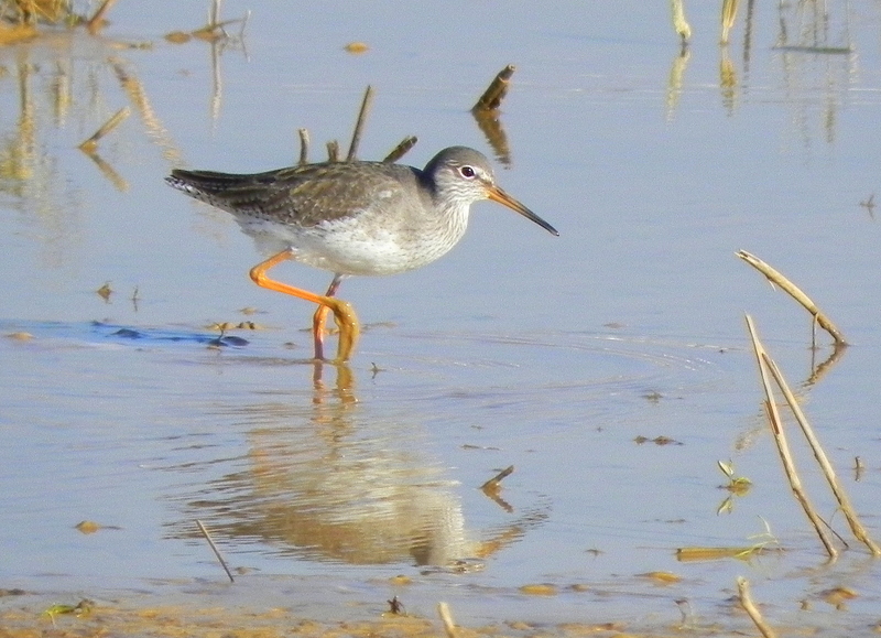 Common Redshank