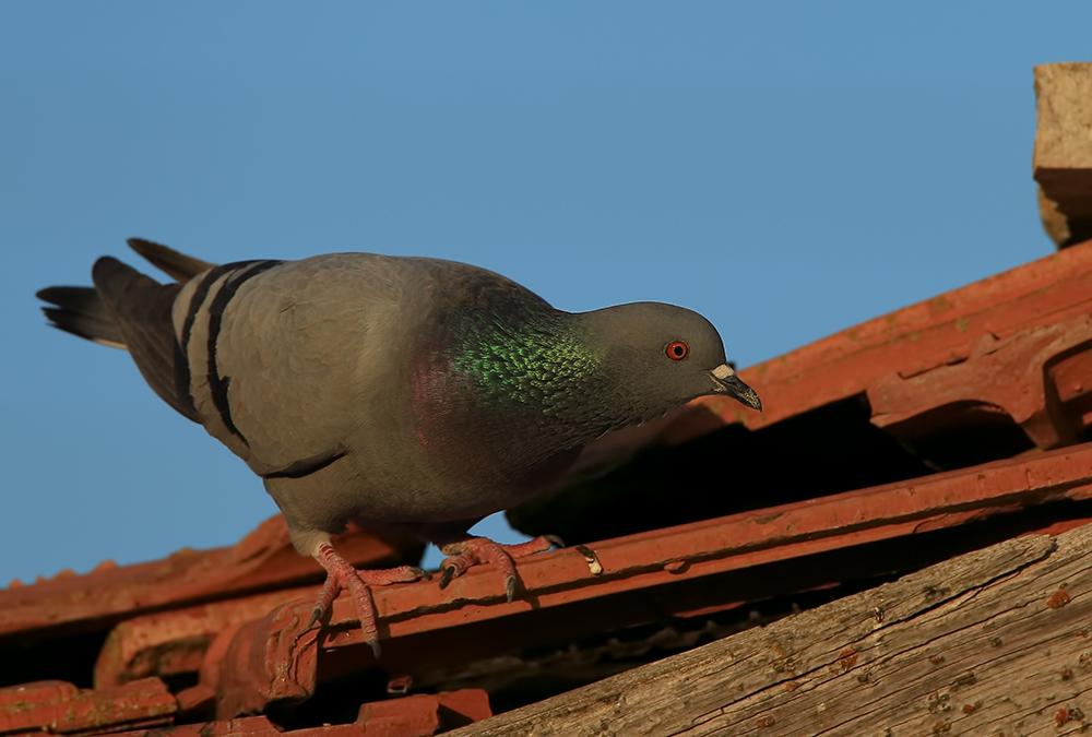 Rock Dove