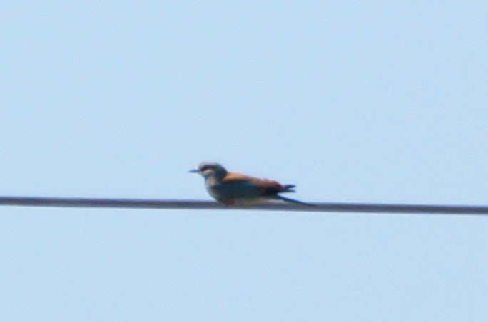 European Roller