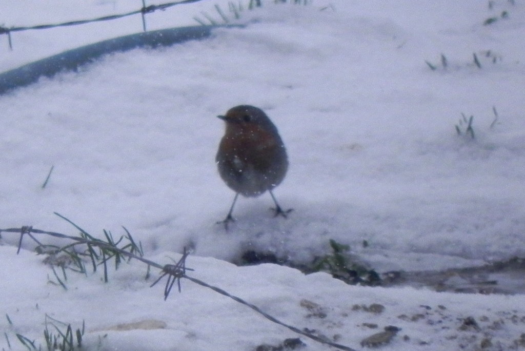 European Robin