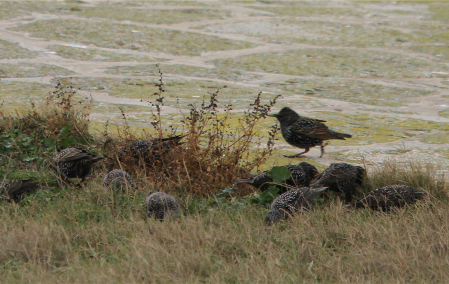Common Starling