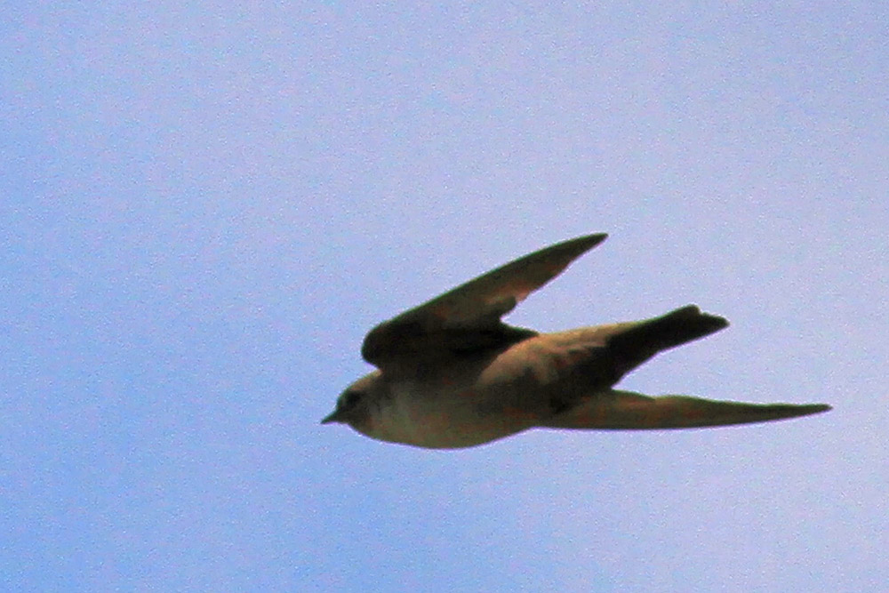 Eurasian Crag Martin