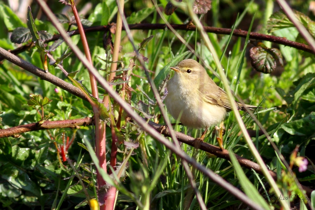 Willow Warbler