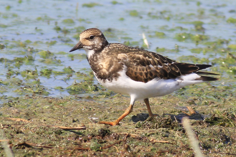 Ruddy Turnstone