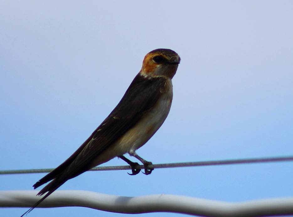 European Red-rumped Swallow