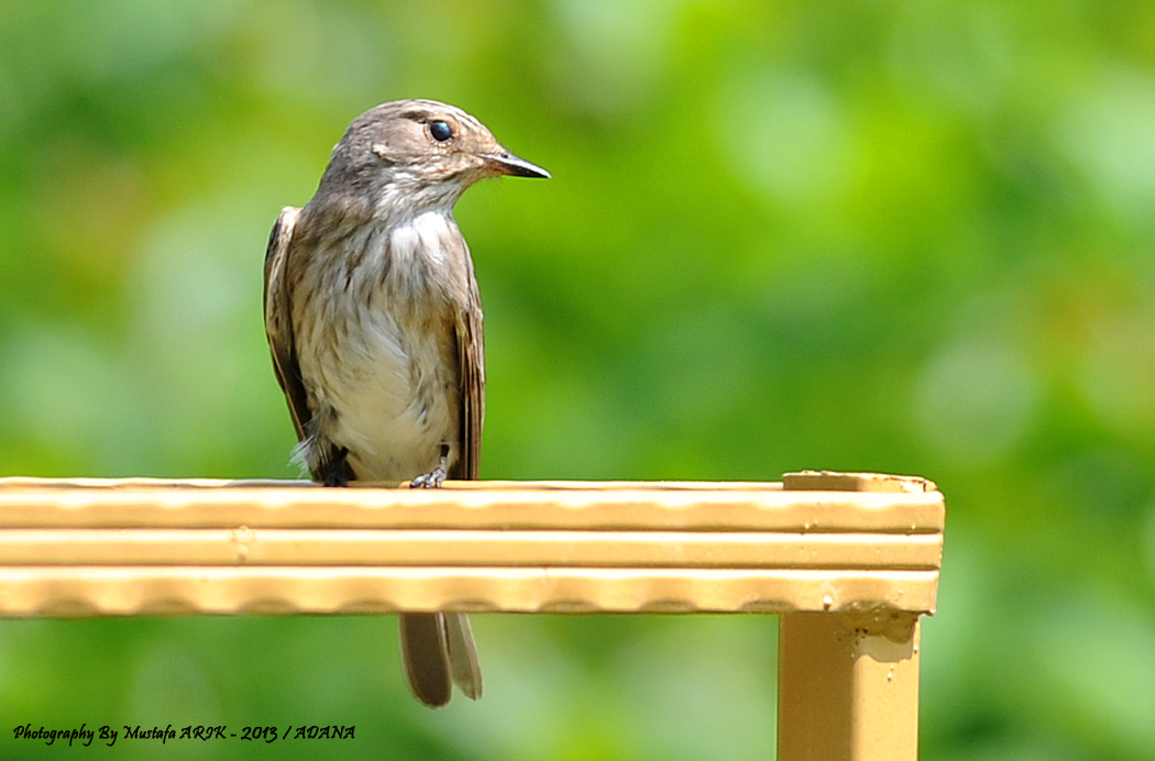 Spotted Flycatcher