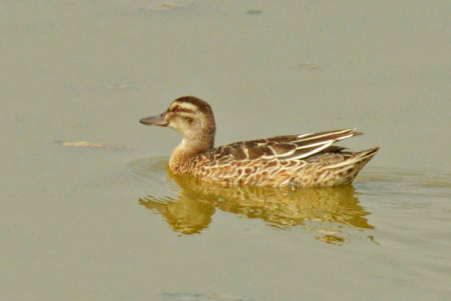 Garganey