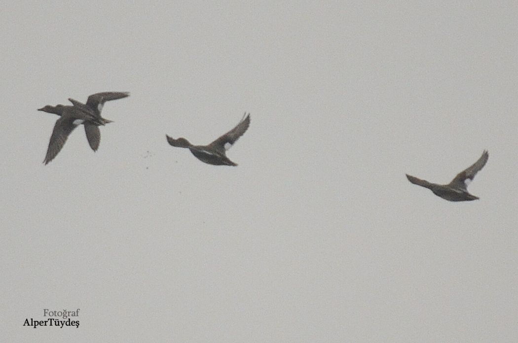 Gadwall