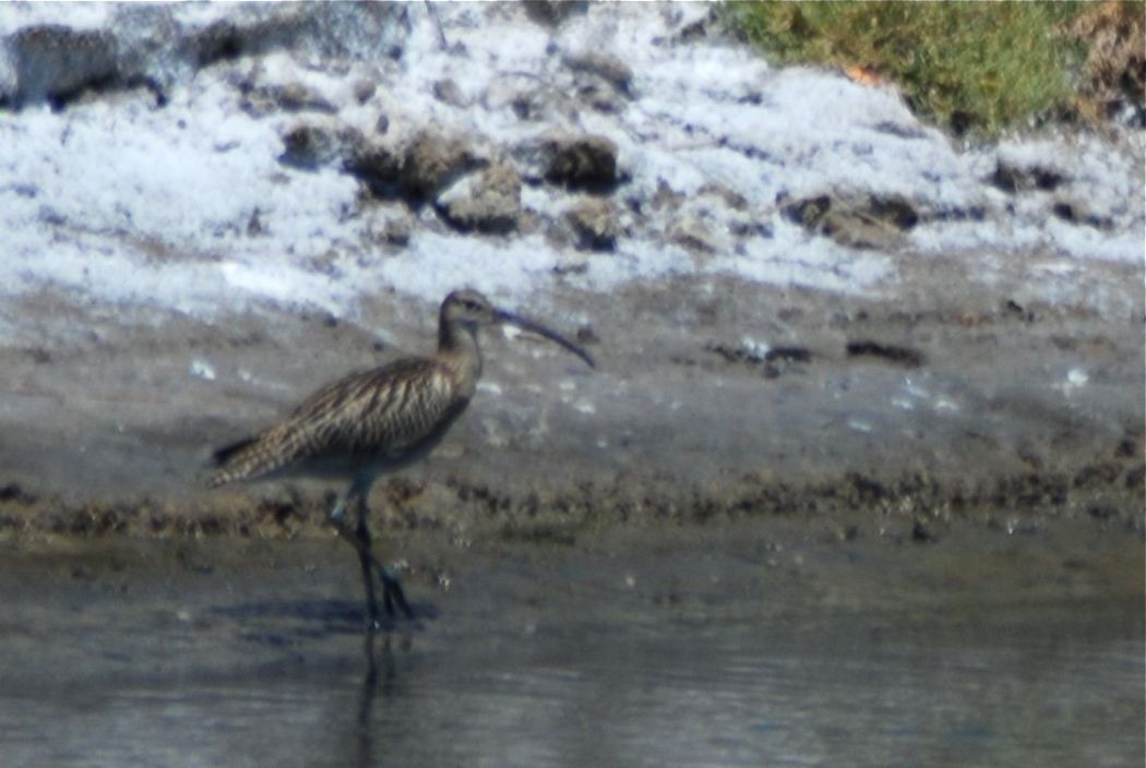 Eurasian Curlew