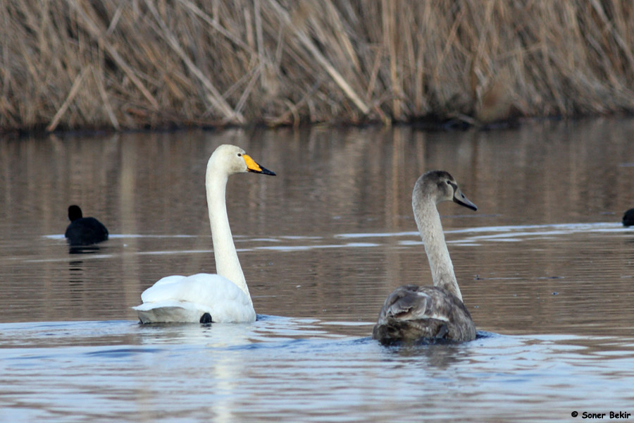 Whooper Swan