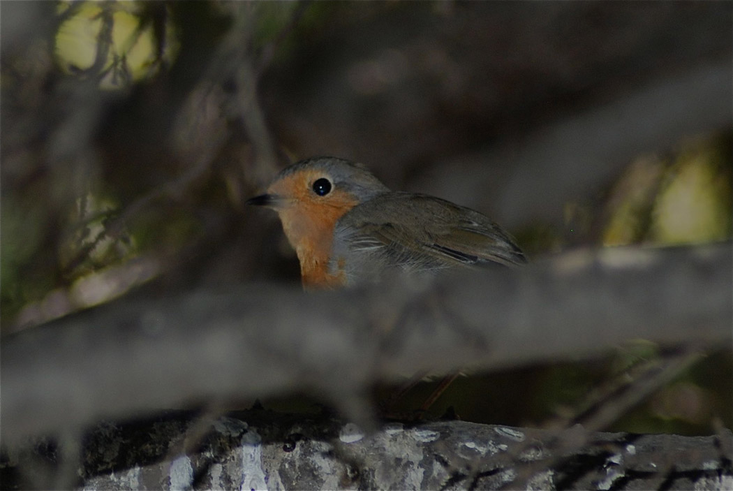 European Robin