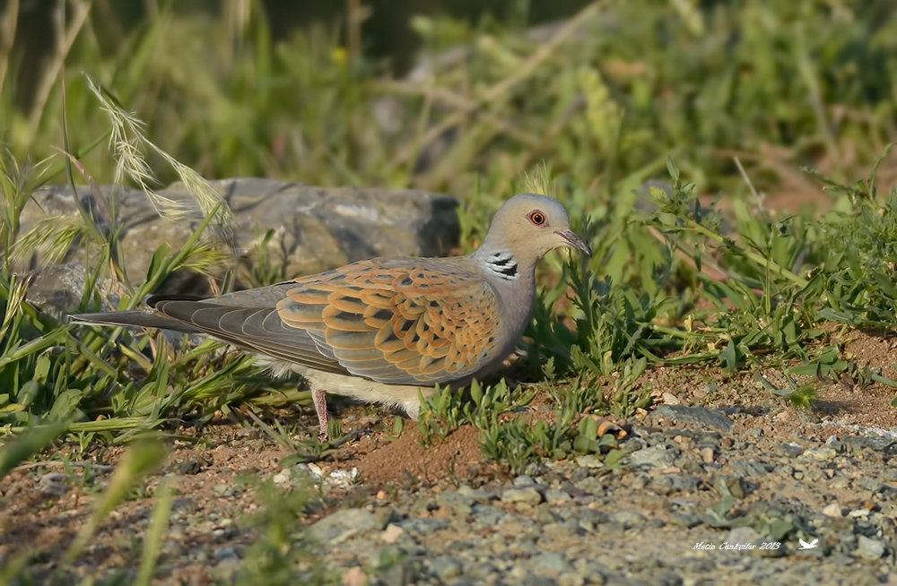 European Turtle Dove